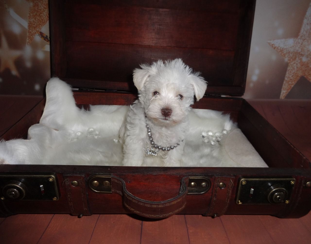 KUWAIT DOGS AND PUPPIES FOR SALE DOGS IN KUWAIT DOGS AND PUPPIES