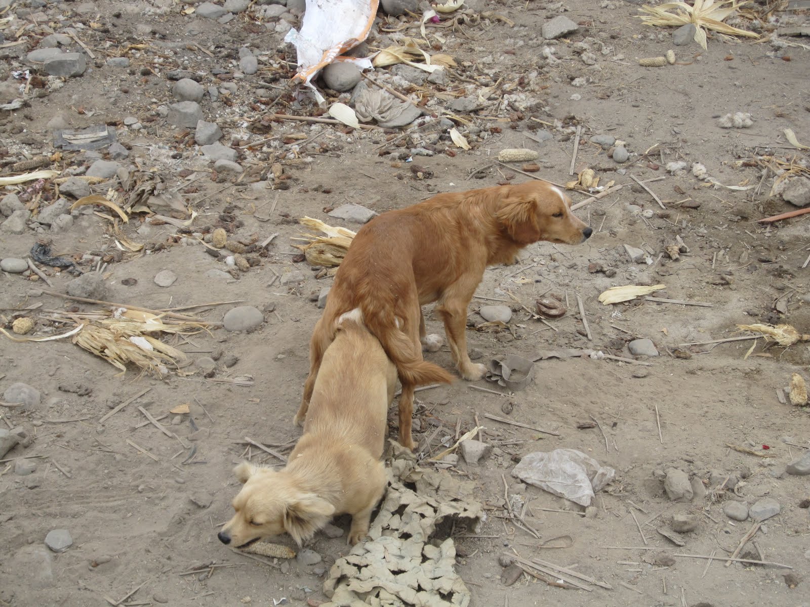 and-now-for-something-completely-different-i-hate-dogs