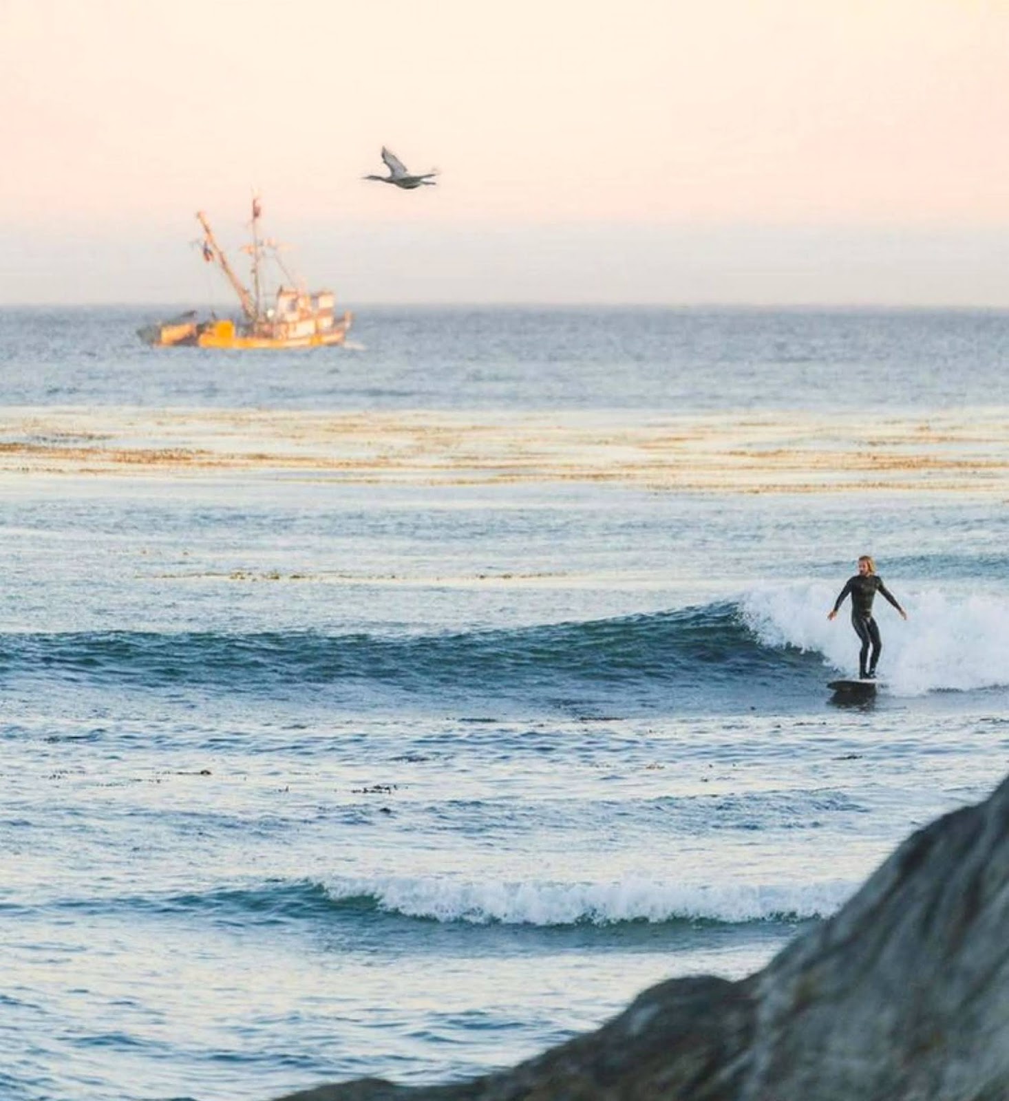 Forestdweller Steamer Lane