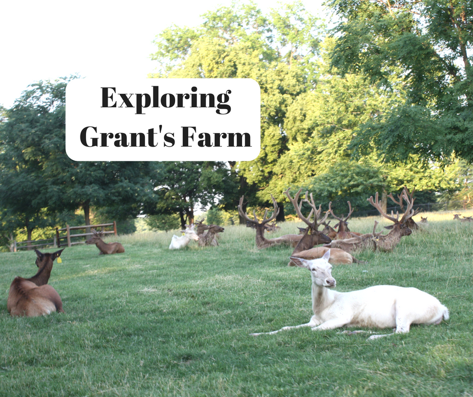 A Little Time and a Keyboard An Evening with the Animals at Grant's