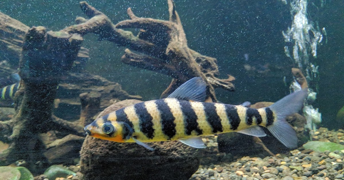 23+ Terbaru Kaos Kaki No Togel