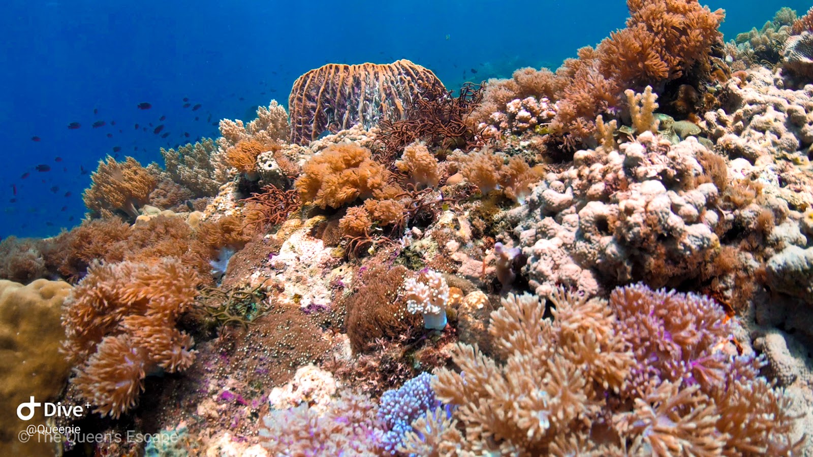 Best Dive Sites in Batangas 2023 - The Queen's Escape