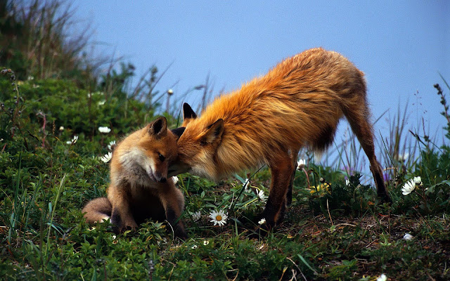 Wallpaper of two cuddling red foxes