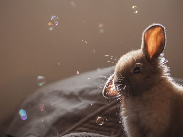 Top 45+ Những Hình Ảnh Dễ Thương Ngộ Nghĩnh & Đáng Yêu Nhất Năm