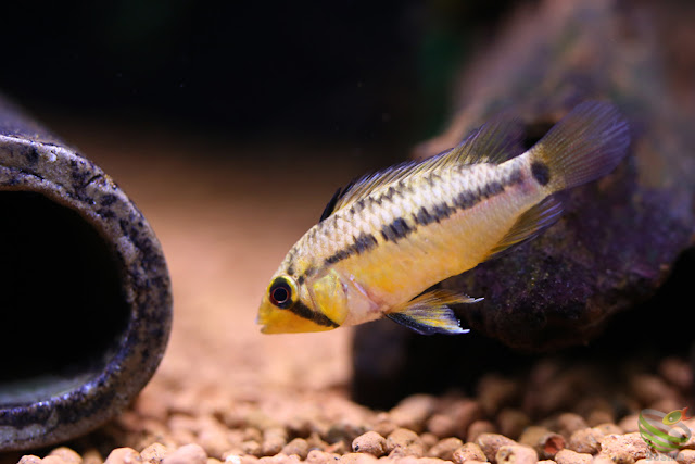 Apistogramma pedunculata(sp.Rio Caura)