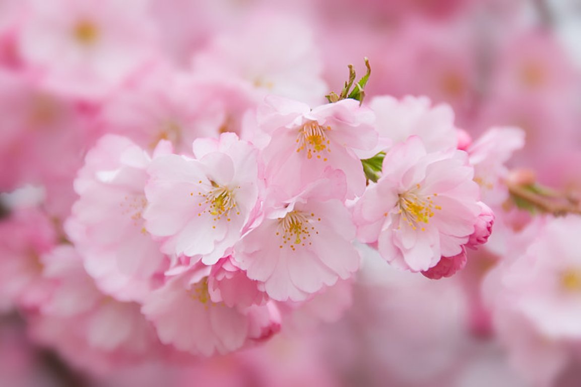 Beauty Pink Flower Wallpaper | Wallpaper ME