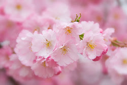 pink flower nature soft sakura beauty wallpapers flowers menu