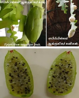Epiphyllum anguliger fruit