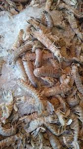 فحص الروبيان المزيف Ba7ary