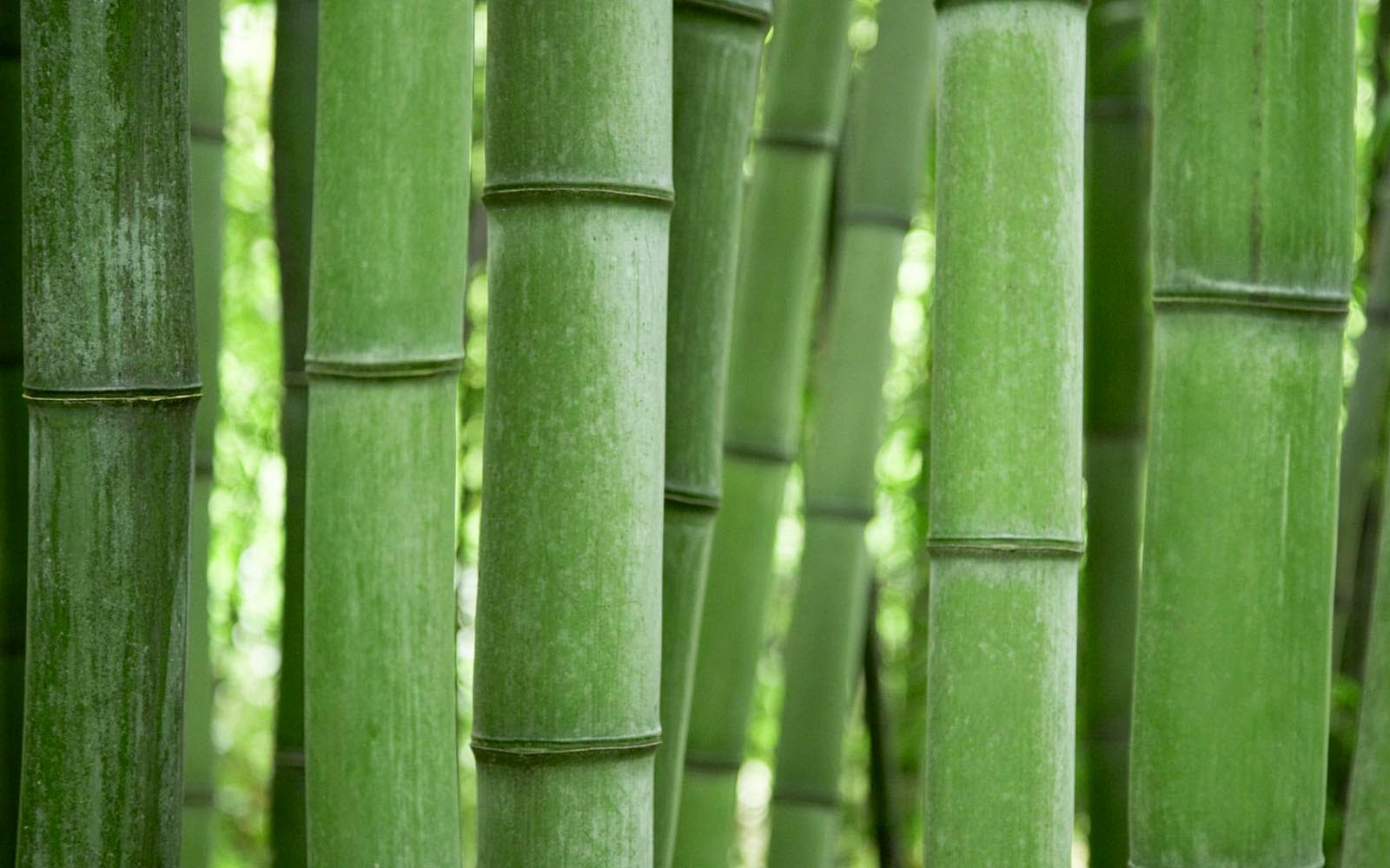 wallpapers: Bamboo Wallpapers