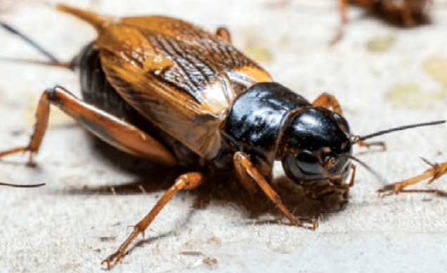 16 Fakta Menarik Tentang Jangkrik yang Harus Kamu Tahu Misteri, Fakta