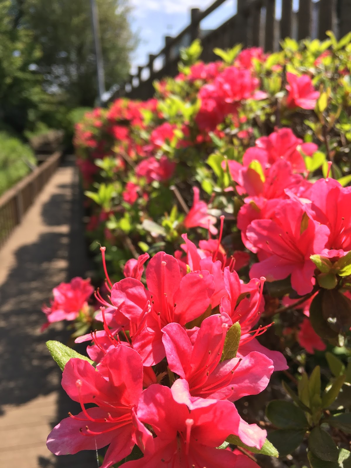Amazing (and poisonous) Azaleas
