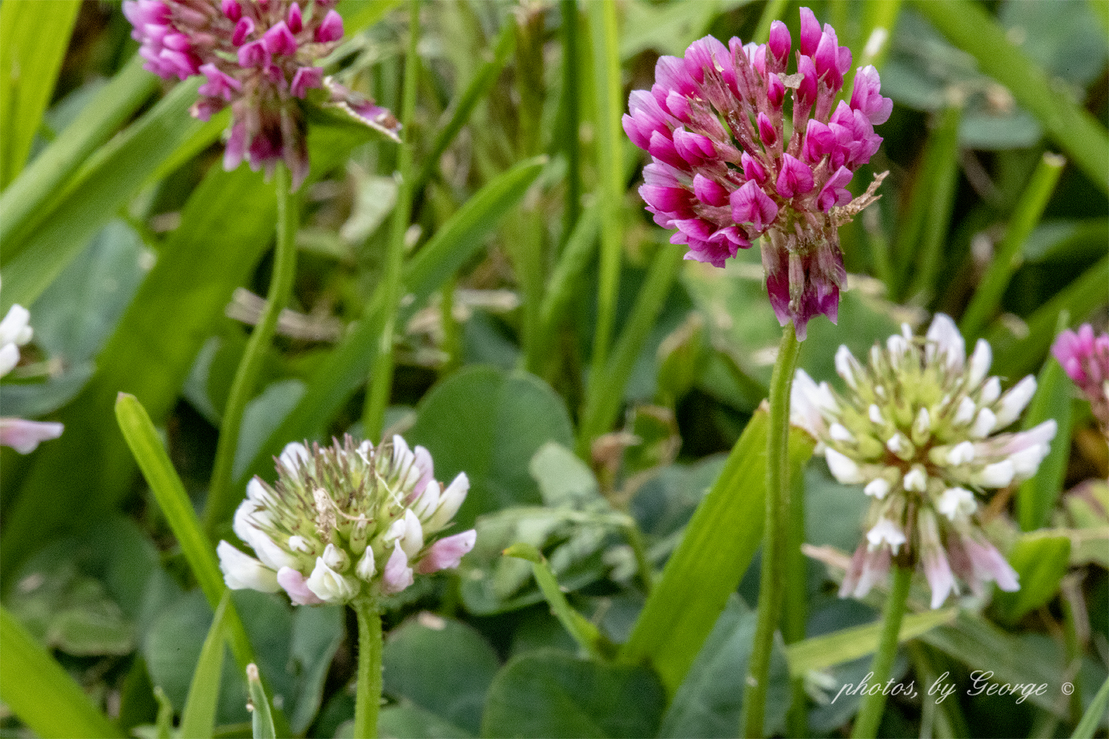 "What's Blooming Now" Alsike Clover (Trifolium hybridum)
