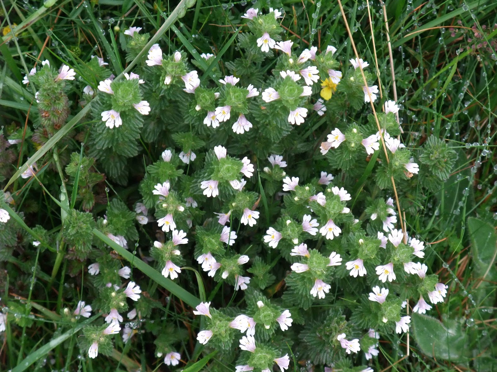 HERBAL PICNIC EYEBRIGHT