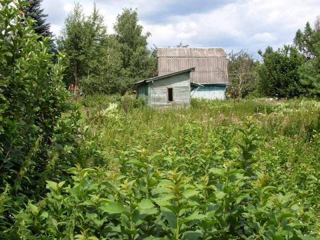 %D0%B7%D0%B0%D1%80%D0%BE%D1%81%D1%88%D0%B8%D0%B9+%D1%83%D1%87%D0%B0%D1%81%D1%82%D0%BE%D0%BA Как восстановить заброшенный участок земли