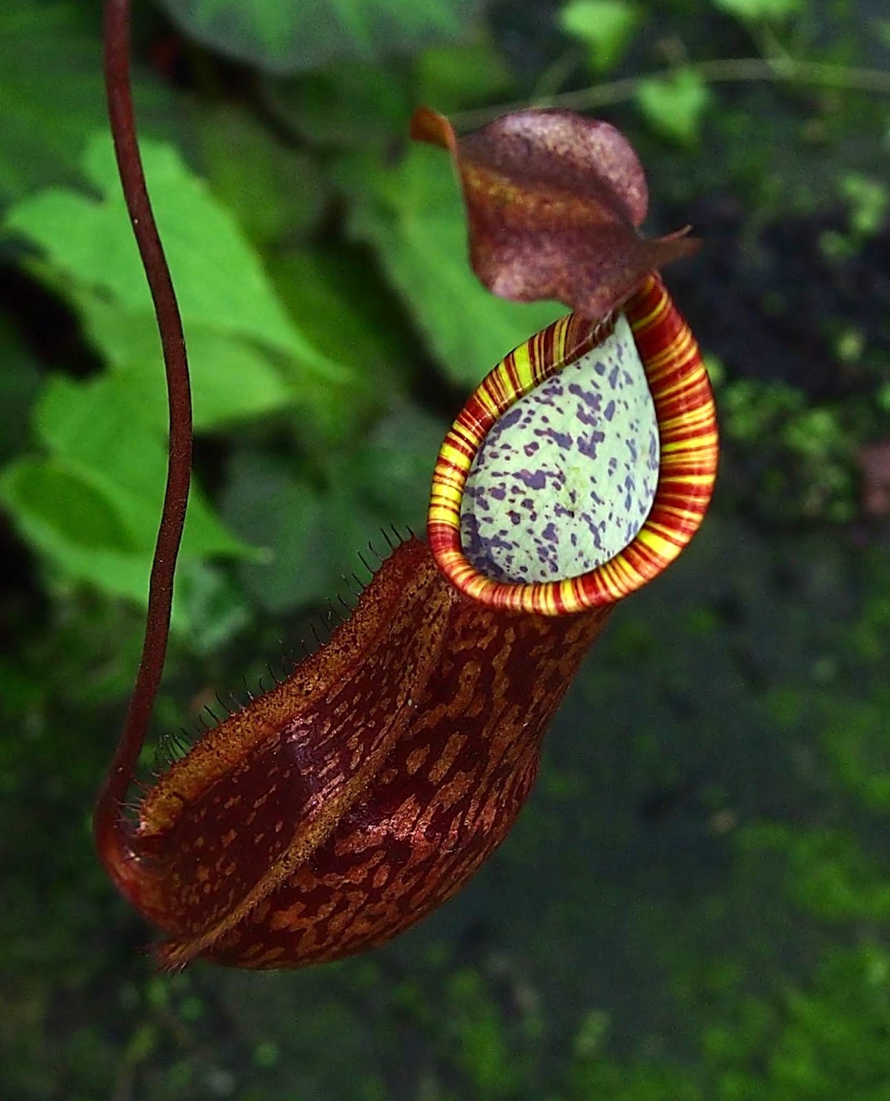 Another Nepenthes species without a name