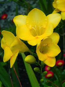Allan Gardens Conservatory Spring Flower Show 2014 yellow freesia by garden muses-not another Toronto gardening blog