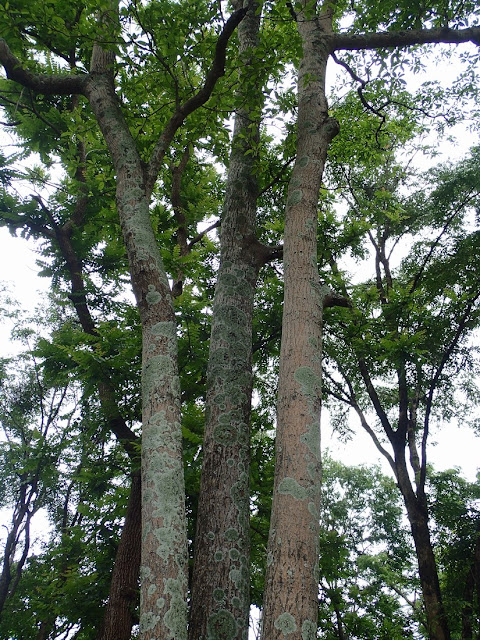 Terminalia calamansanai Terminalia calamansanai
