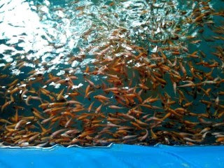 lokasi jual bibit ikan ngawi jual bibit ikan ngawi