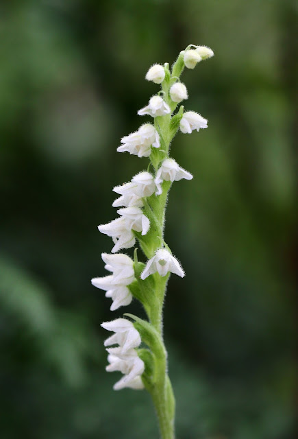 Creeping Lady's Tresses - Cumbria