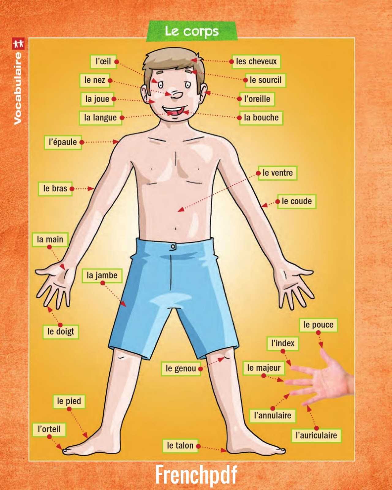 exercices sur le theme le corps