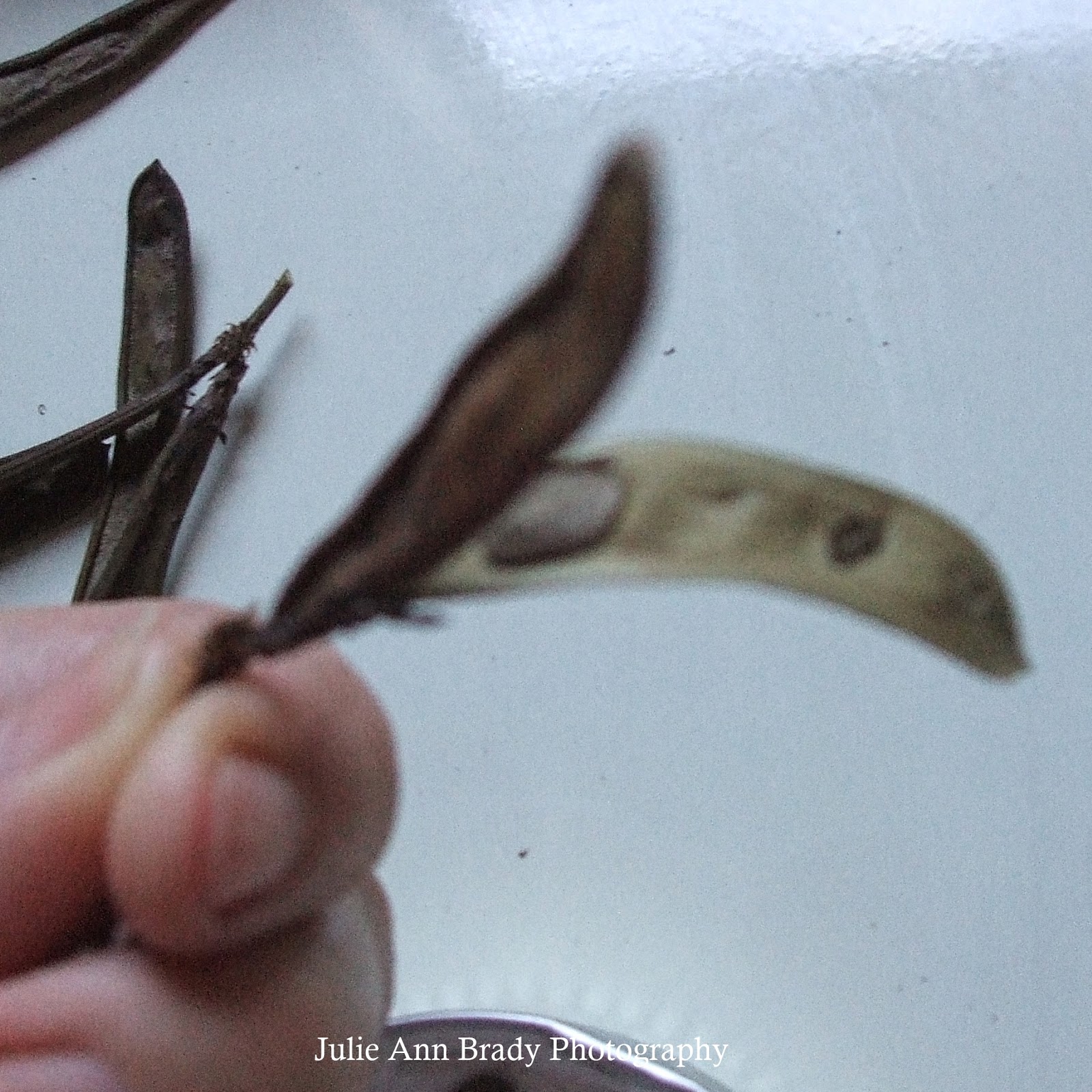 Julie Ann Brady Blog On Pink Powder Puff Calliandra surinamensis