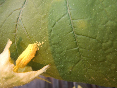 Have You Ever Picked A Carrot?: Fun with Flowers: The art of squash ...