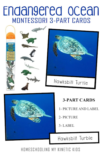Learn about conservation as you explore and play with Safari Ltd Endangered Marine Animals toob.  Free printable matching cards for the toob.