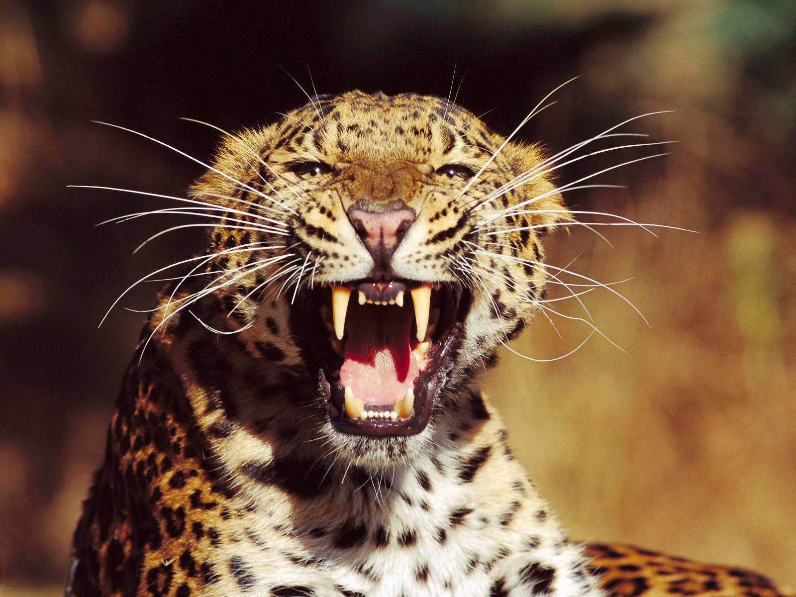 Leopard+roaring.jpg
