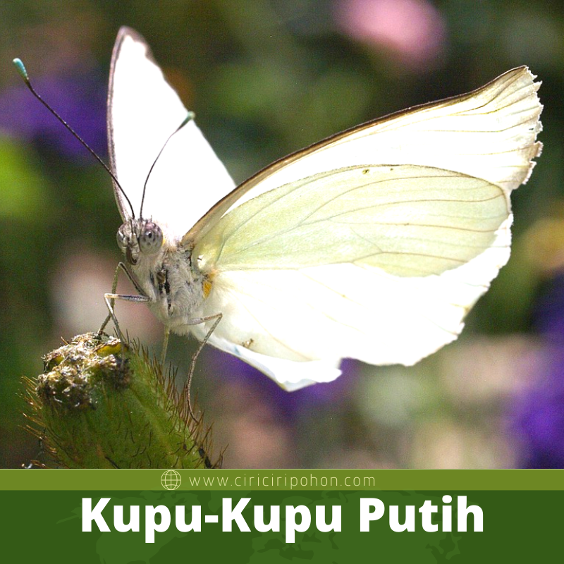 Cara Mengusir Kupu-Kupu Putih yang Mengganggu Pohon Bidara