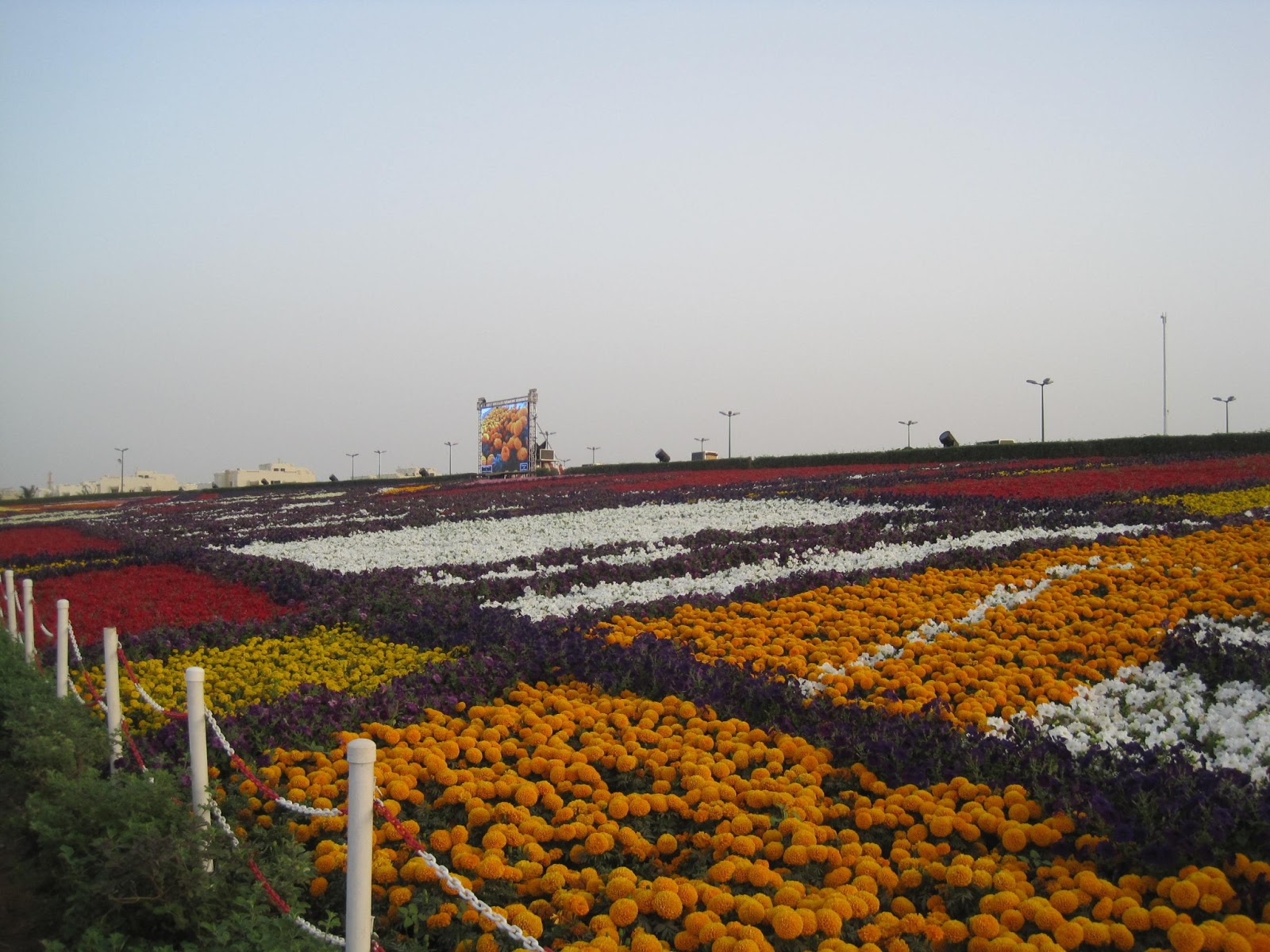 Festival Bunga di Padang Pasir