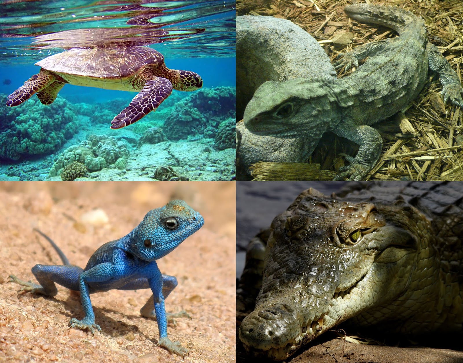 vertebrates-wonderful-list-of-340-vertebrates-around-the-world