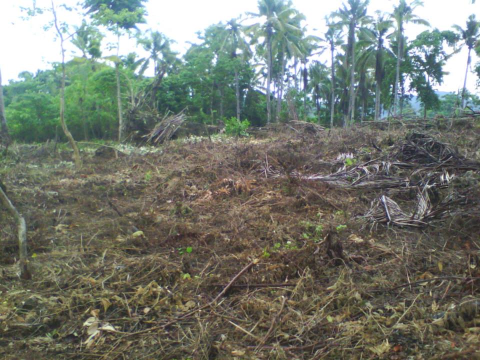 BOHOL PROPERTIES Anda Bohol Beach Lot For sale 09159618186