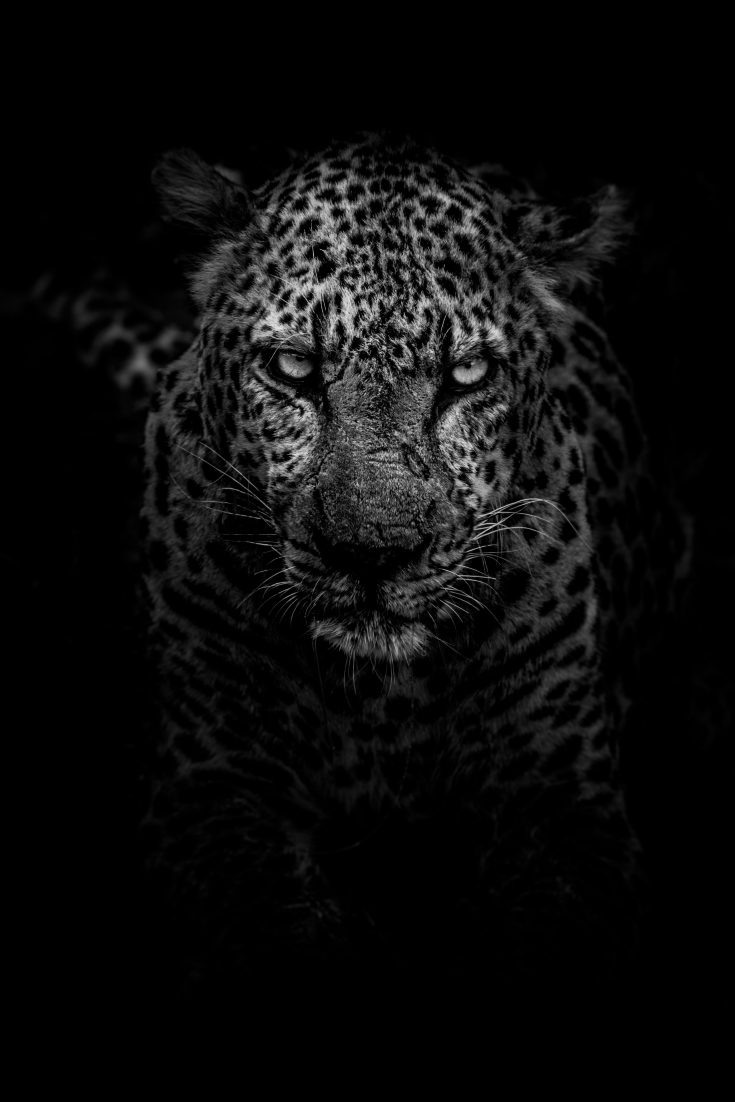 Leopard Android Wallpapers HD | pixstellen