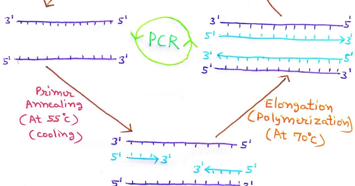 PCR Technique and its Applications