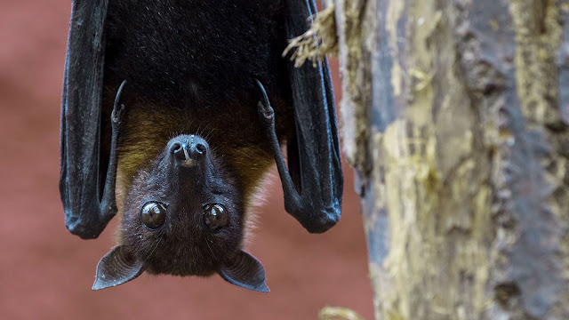 Fruit bats are Nipah’s natural host