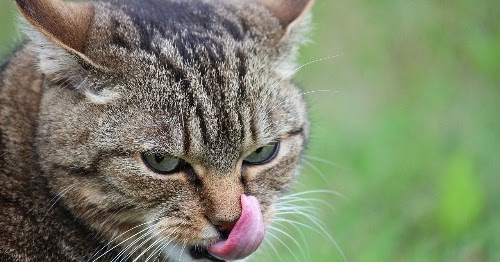 Oxideren schreeuw klep Kattenvoer nat: Beste natvoer kat « TEST 2023