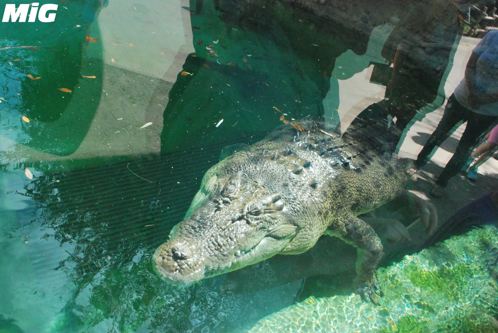 MidwestInfoGuide Fort Worth Zoo