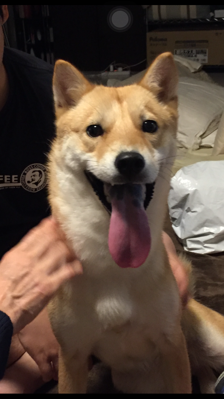 ビビリ犬こまの日常と逆襲 春香ホースランチのわんこ達に こま臭を嗅ぎ付けられる の巻