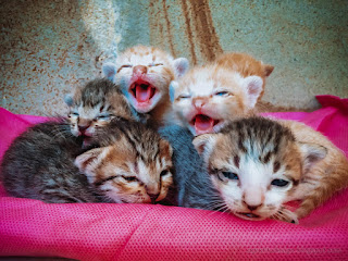 Thirsty Newborn Kittens Open Sleepy Eyes Huddling Together In The House North Bali Indonesia
