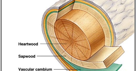 Pertumbuhan Sekunder Pada Tumbuhan