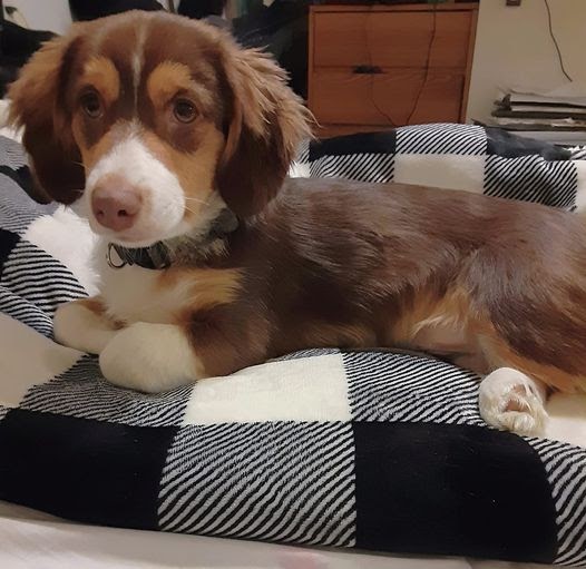 (Dachshund/Australian Shepherd Mix)