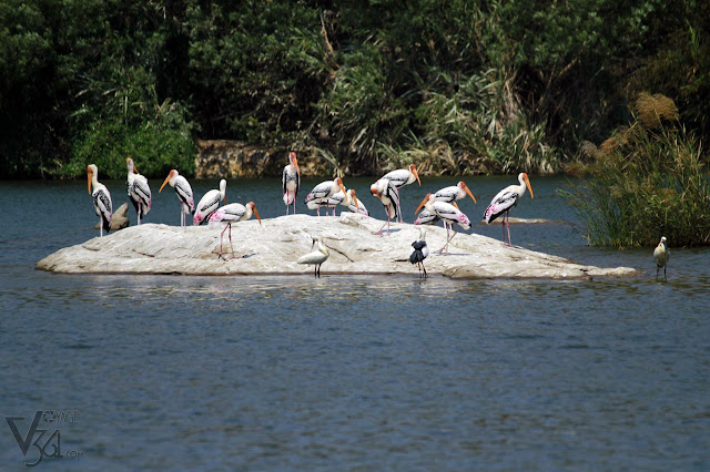A mustering of storks along with Spoonbills A mustering of storks along with Spoonbills