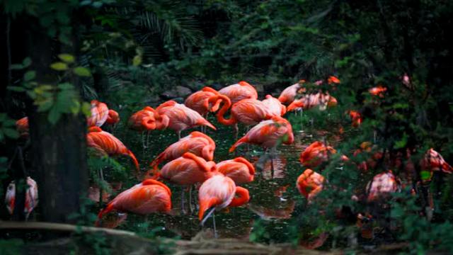 Salim Ali Bird Sanctuary Panjim tourist places