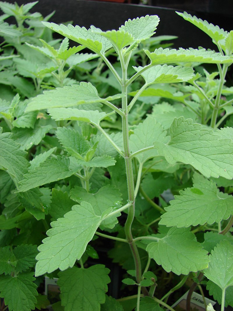 catnip catnip