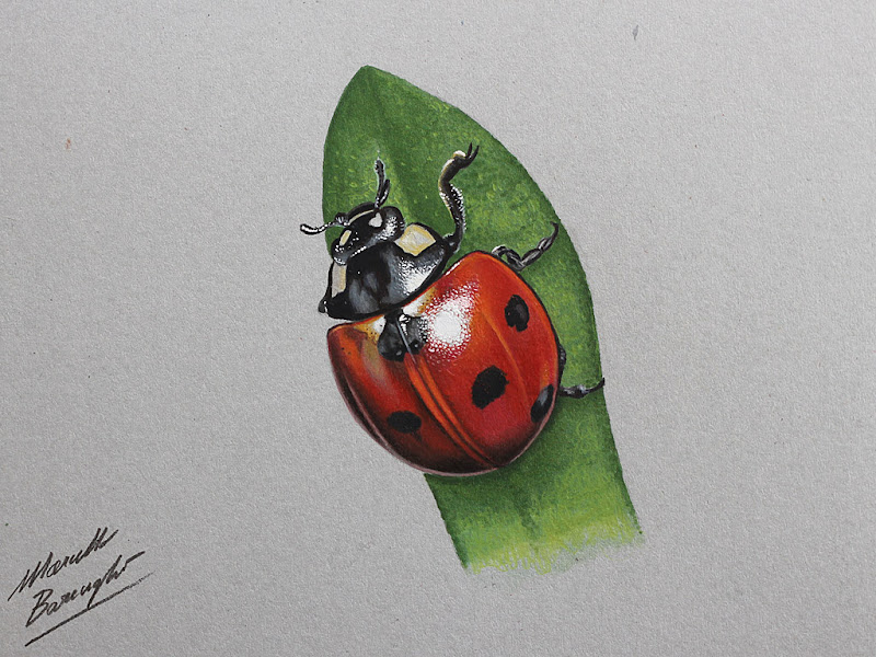 Ladybug Drawing - How To Draw A Ladybug Step By Step