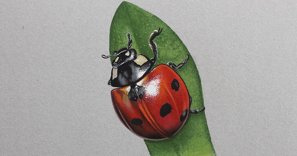 Ladybug Drawing by CSA Images - Pixels