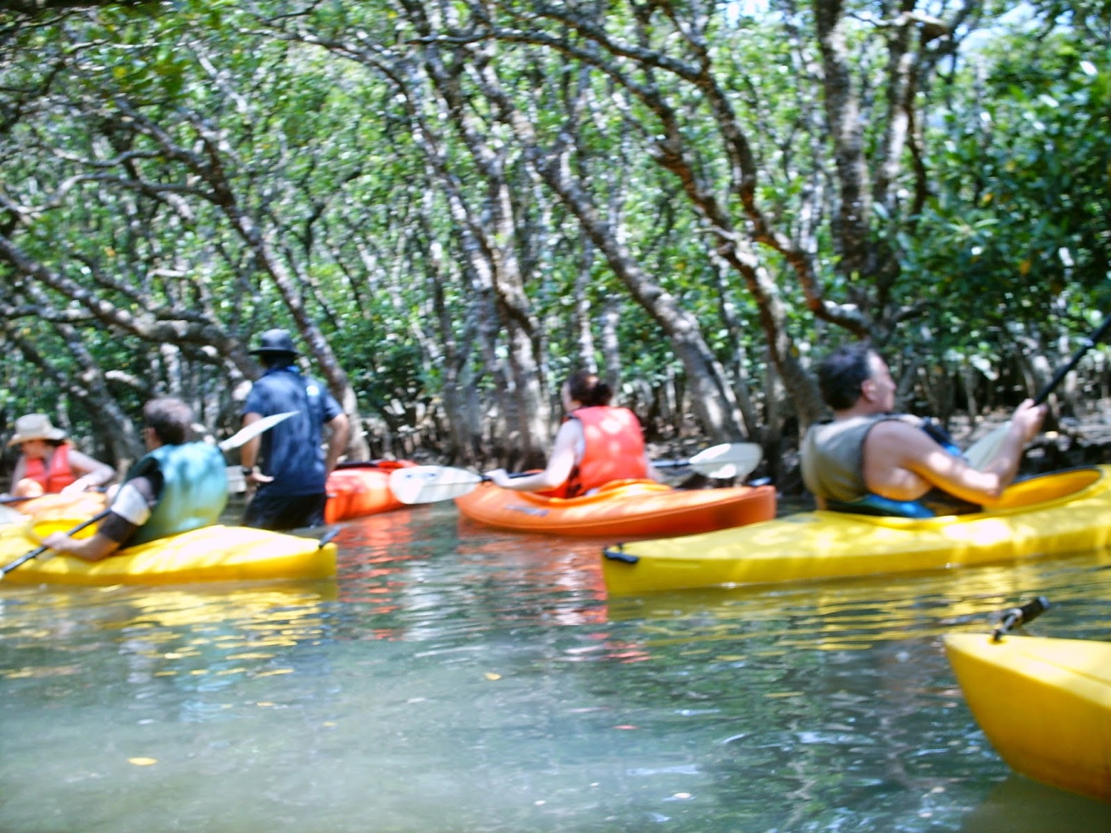 Unique Japan Tours Amami Oshima Tropical Tour Canoeing Mangrove Lake