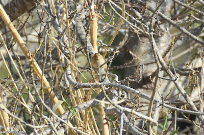 Pinsà comú (Fringilla coelebs)