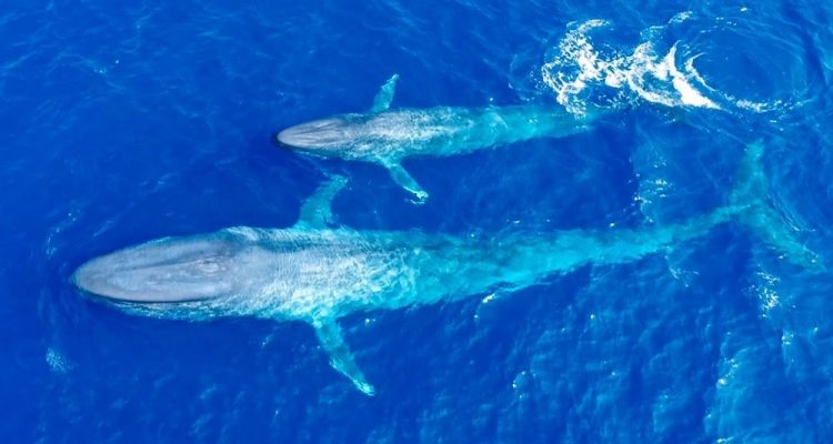 For the first time, the heartbeat of the blue whale has been recorded